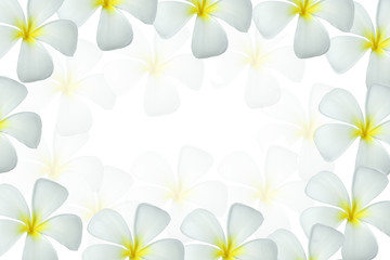 Obraz premium Frangipani, Pumeria, Frangipanni, isolated on white background