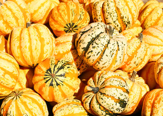 Yellow striped carnival dumpling squash. Harvest