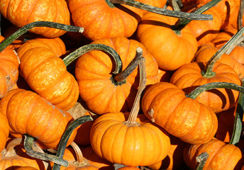 Heap of little pumpkins. Background