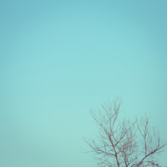big dry tree white sky background, image used filter vintage