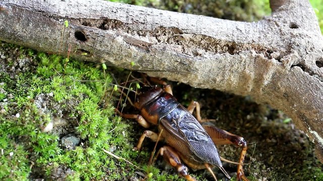 Crickets in the wildlife