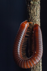 close up of the millipede walking