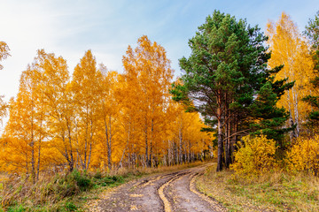 Осенняя дорога через лес