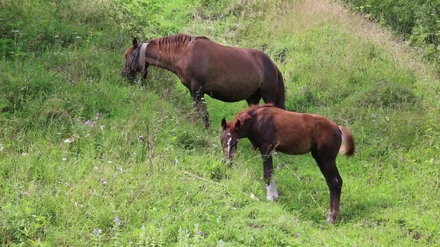 Two horses on pasture