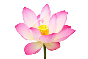 Beautiful white and pink lotus (Nelumbo nucifera)