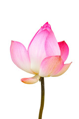 Beautiful white and pink lotus (Nelumbo nucifera)