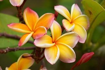 Obraz na płótnie Canvas Fragrant frangipani flowers for relaxation.