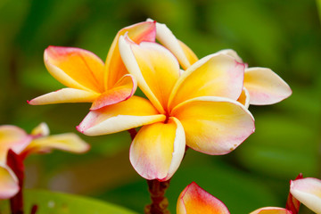 Fototapeta na wymiar Fragrant frangipani flowers for relaxation.