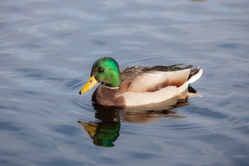 portrait of a duck