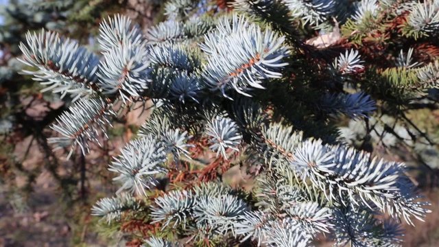 Blue spruce