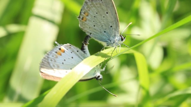 Two beautiful butterfly making sex