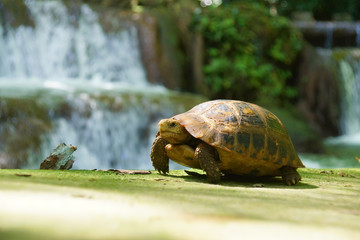 Wild turtles in small waterfall at Than Bok Khorani National Par