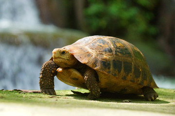 Wild turtles in small waterfall at Than Bok Khorani National Par