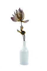 Dried lotus flower in a vase.