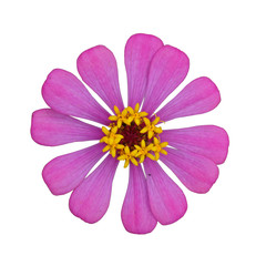 Zinnia flower (Zinnia violacea Cav.)