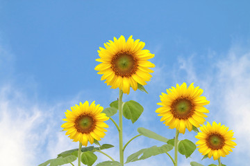sunflower on blur cloud on blue sky background