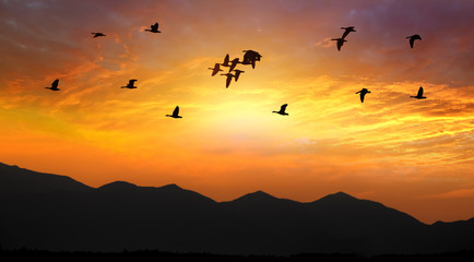Fototapeta na wymiar Birds Flying at Sunset
