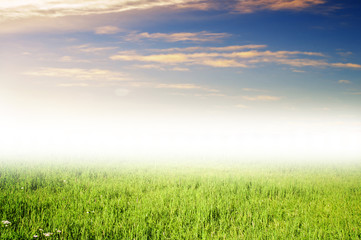 Obraz na płótnie Canvas Grass field under blue sky.