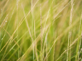 flower grass in the forest.