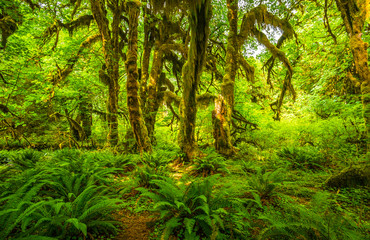 Hoh rain forest in Olympic national park, Washington