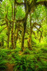 Fototapeta na wymiar Hoh rain forest in Olympic national park, Washington
