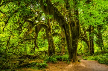 Gordijnen Hoh rain forest in Olympic national park, Washington © maislam