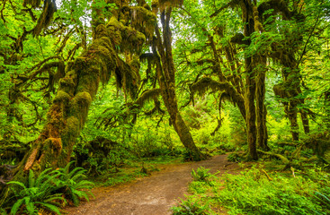 Obraz premium Hoh rain forest in Olympic national park, Washington