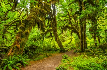 Zelfklevend Fotobehang Hoh regenwoud in Olympisch nationaal park, Washington © maislam