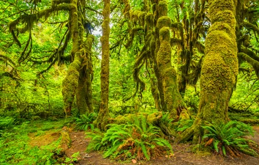 Fotobehang Hoh regenwoud in Olympisch nationaal park, Washington © maislam