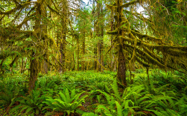 Hoh rain forest in Olympic national park, Washington