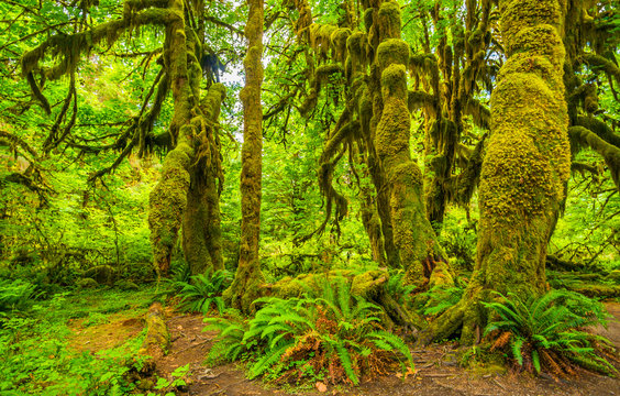 Fototapeta Hoh rain forest in Olympic national park, Washington