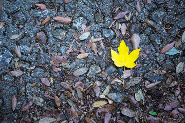 alone yellow maple leaf on a road