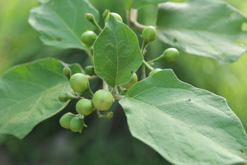 Fototapeta premium Turkey berry,Pea Eggplant