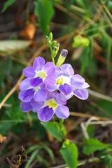 violets flowers of Indian Asystasia (Asystasia gangetica (Linn)