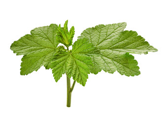 Currant leaf