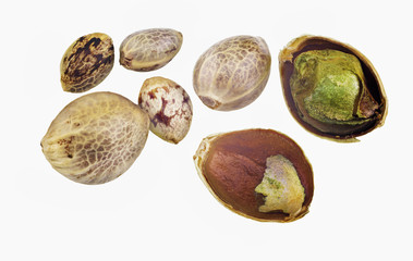 Hemp seeds