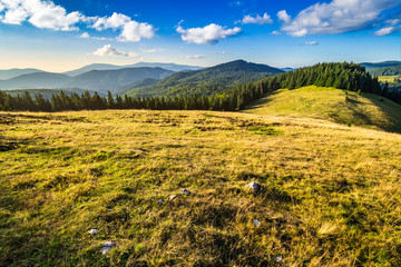 meadow on a hillside near forest at sunrise