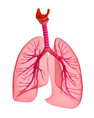 Human lungs and trachea. 3d render