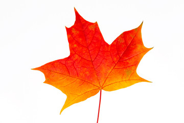 Naklejka na ściany i meble Colorful autumn maple leaf