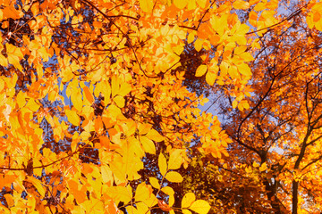 Autumnal Trees and Blue Sky