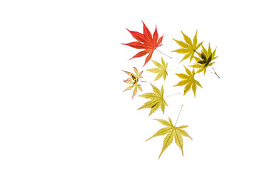 maple leaves