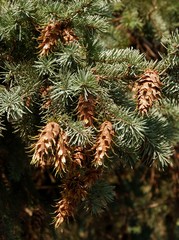 spruce tree with ripe cones and seeds