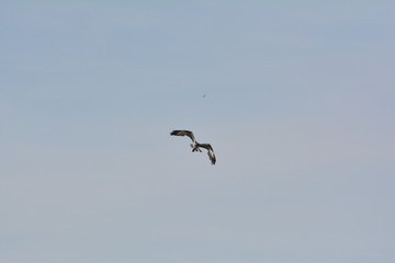 Obraz premium Fischadler mit Forelle