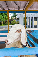 Fototapeta premium White sheep standing in blue wooden fold