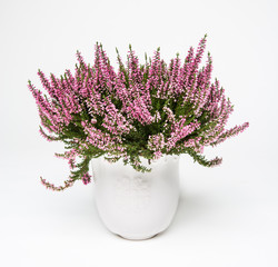 pink heather planted in pot isolated on white