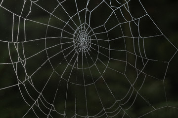 spider web in the forest