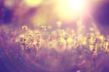 Fototapeten Sommerlandschaft Hintergrund Sonne Blumen Strahlen © kichigin19