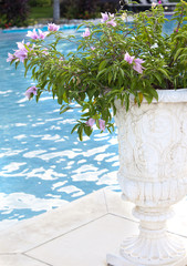 stone vase with the flowers on the edge of the pool