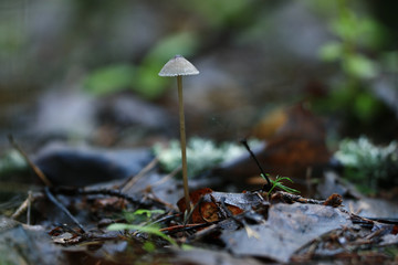 poisonous mushrooms in the forest