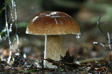 boletus edulis in the forest